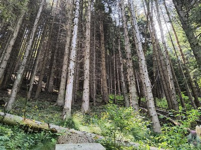 Avviso di asta pubblica